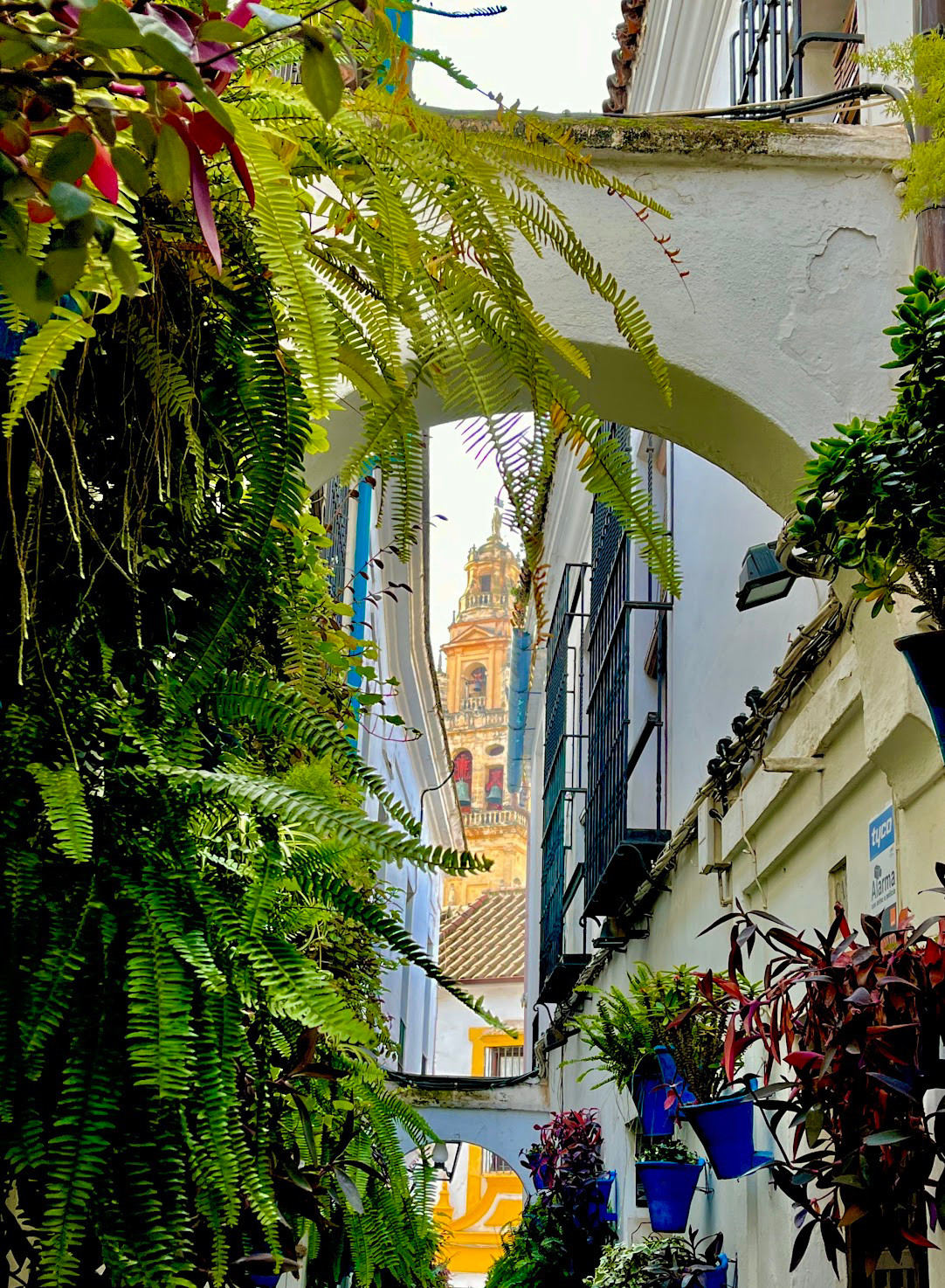 cordoba flower street