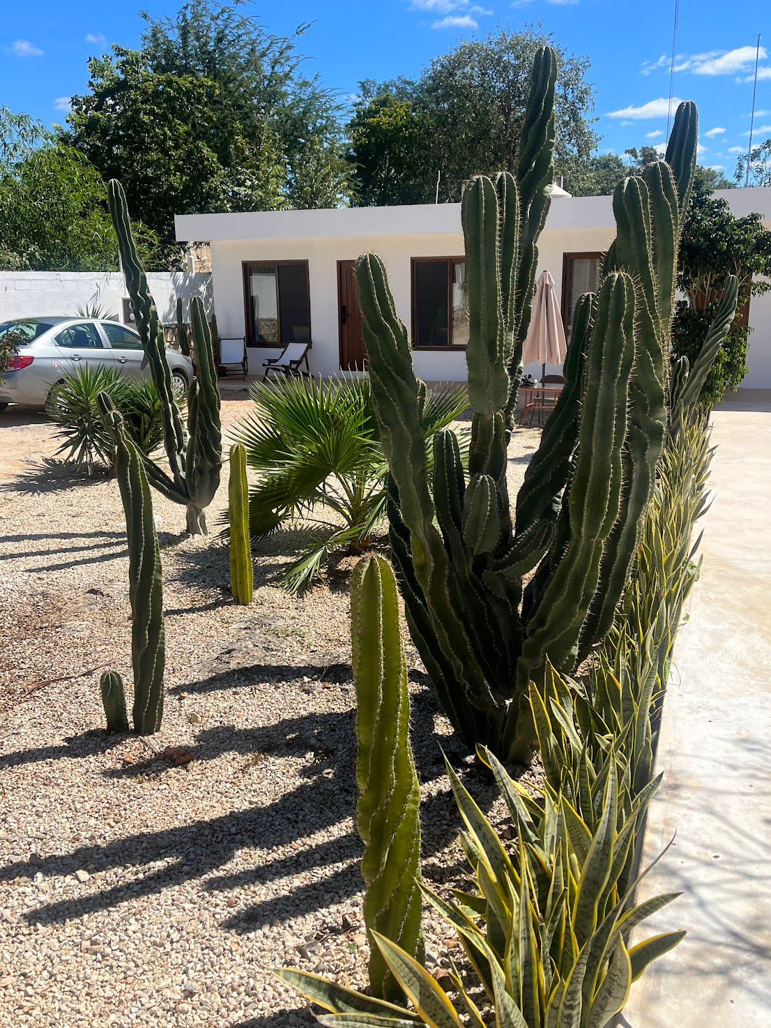 valladolid cacti