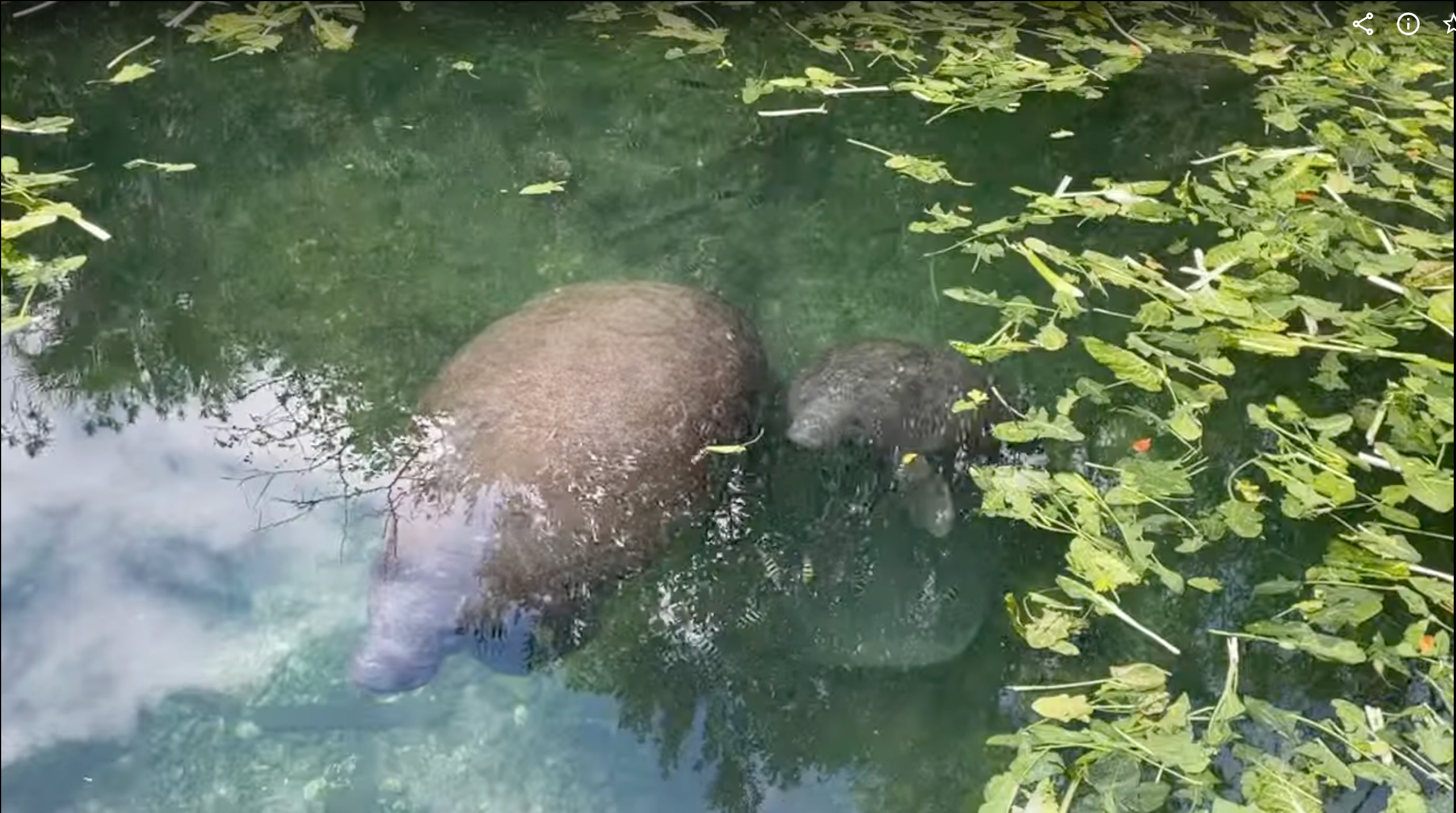 xcaret manatee