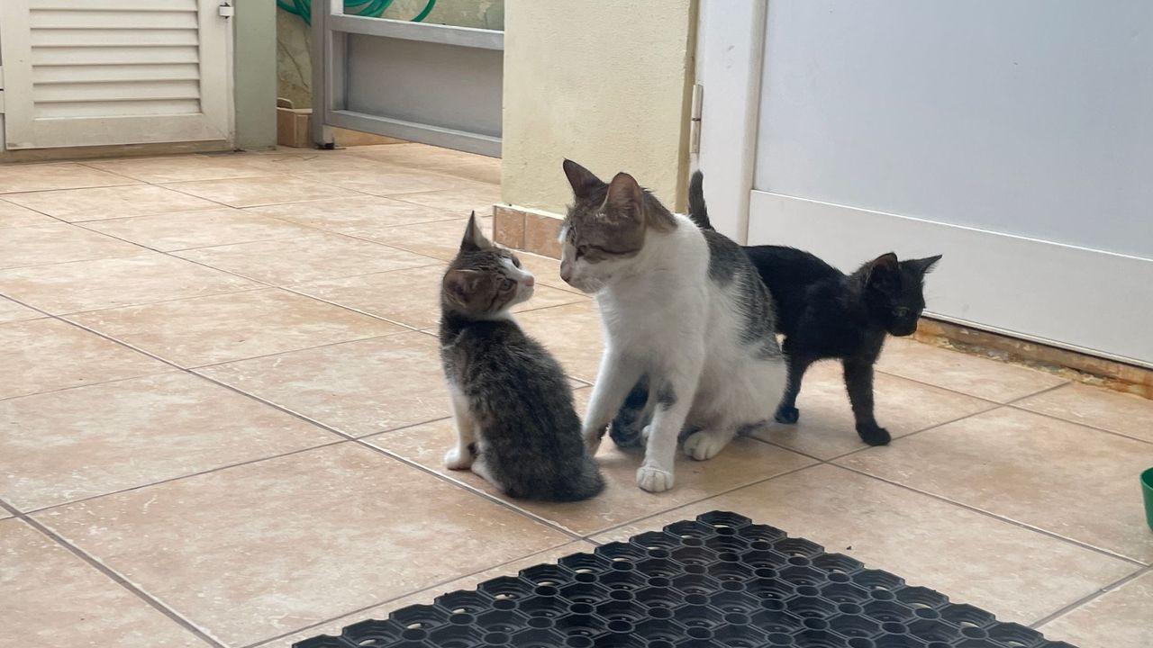 crete kittens