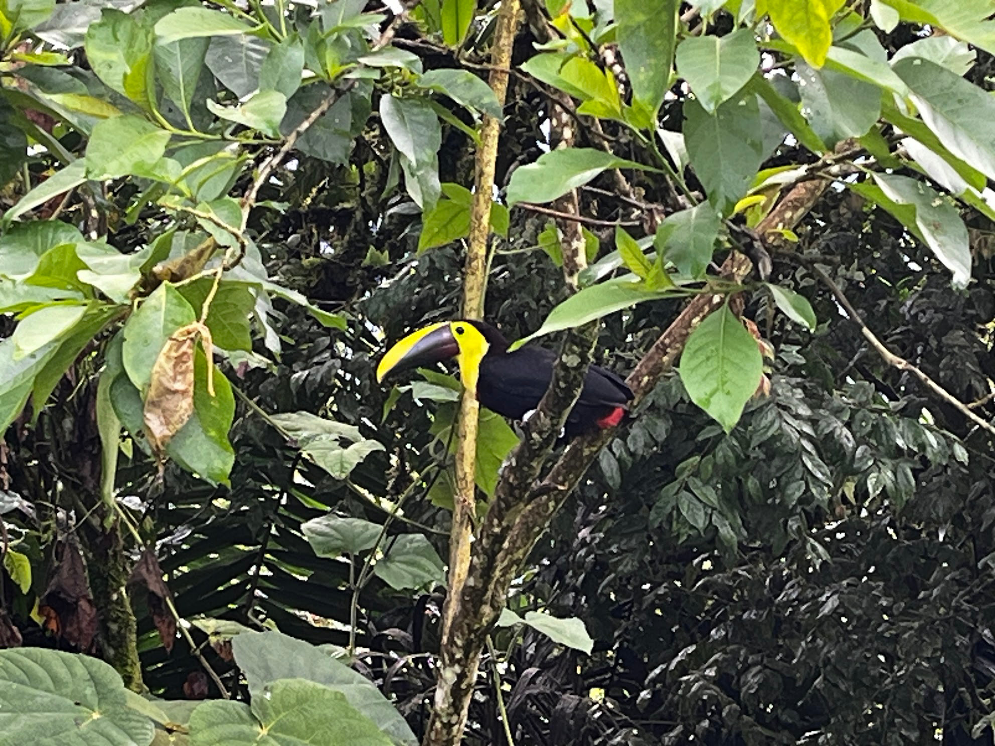 mindo toucan