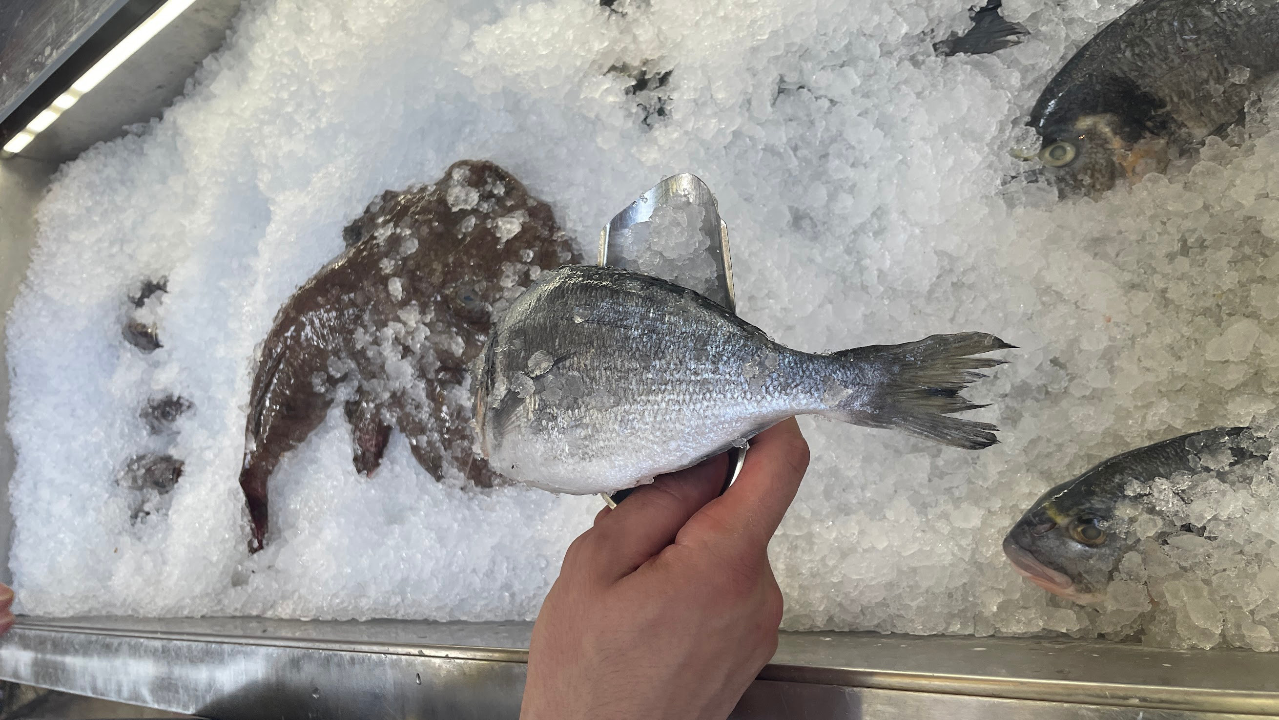 herceg novi fish