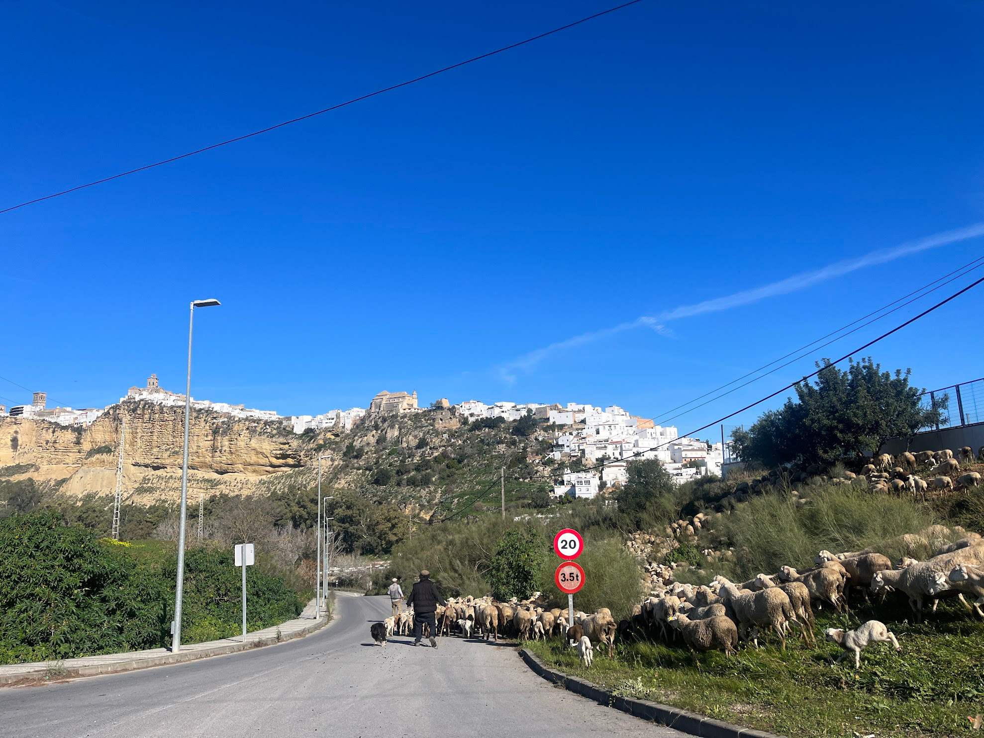 arcos sheep