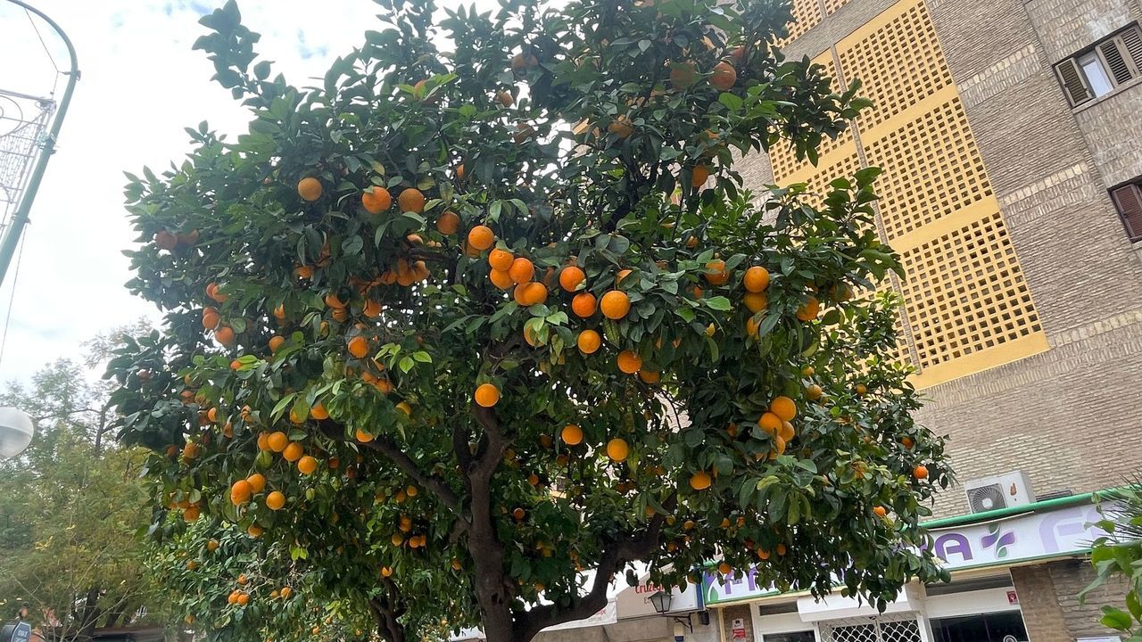 sevilla orange tree