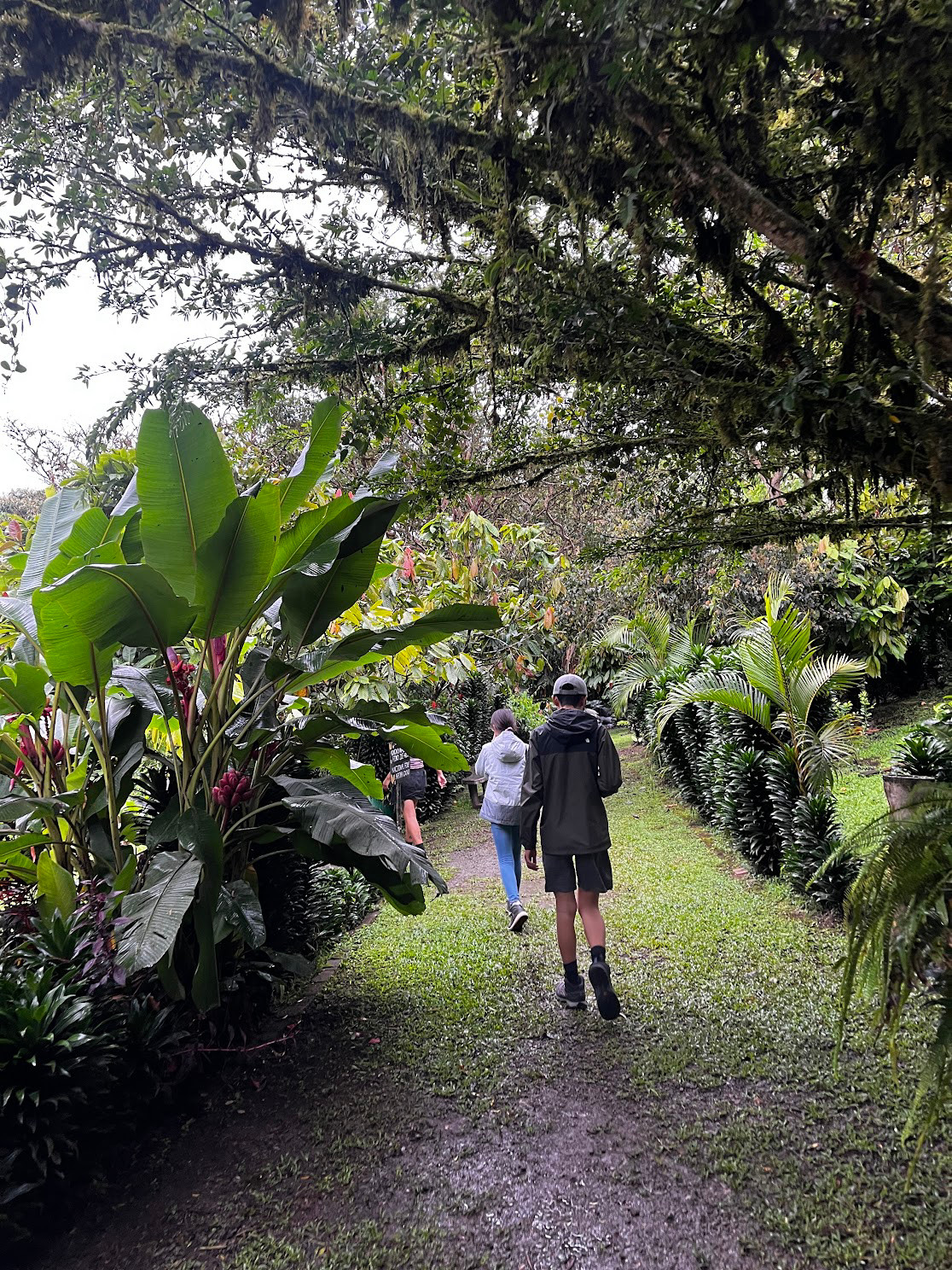 mindo cocoa orchard