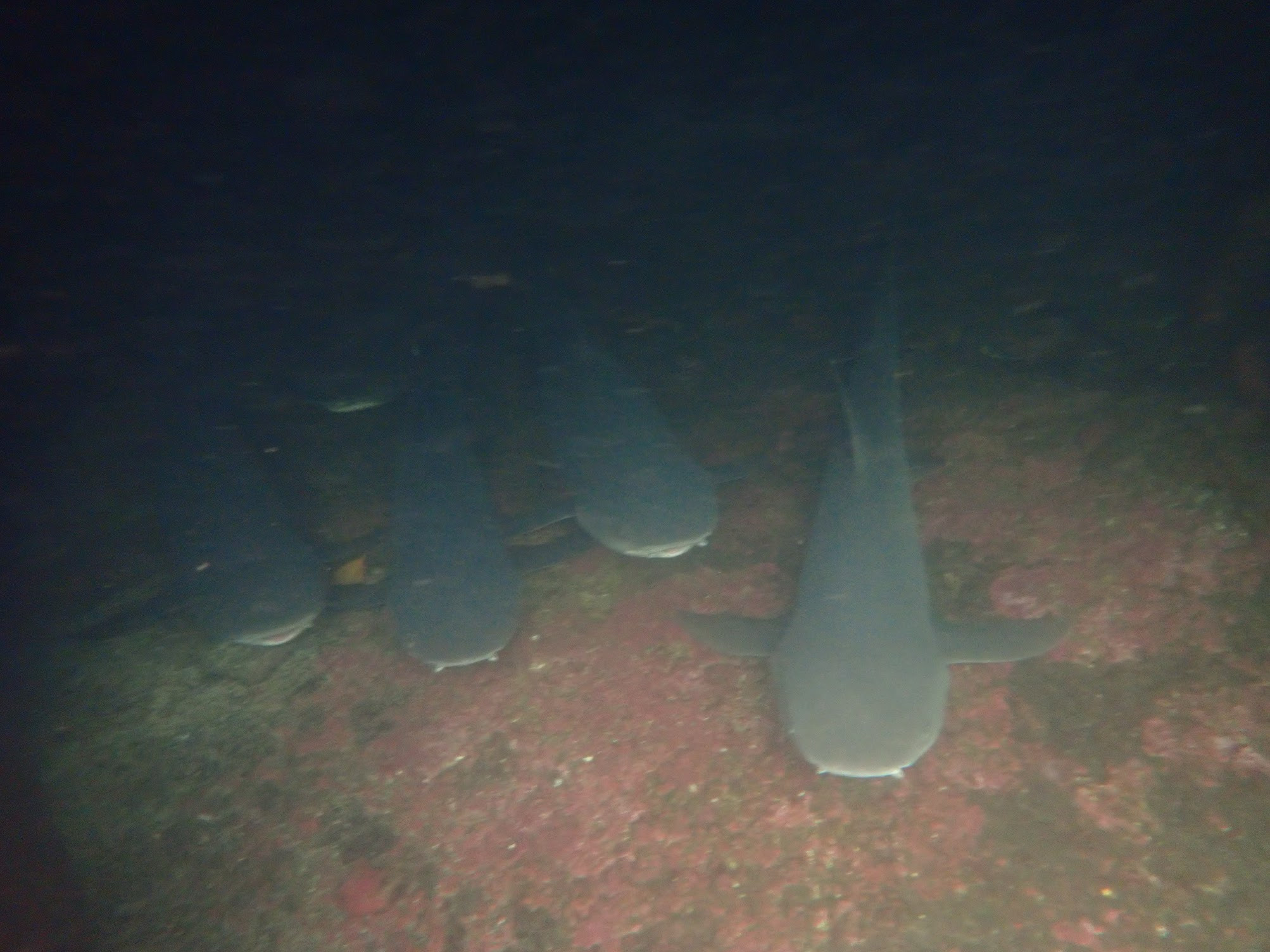 cabo rosa sharks