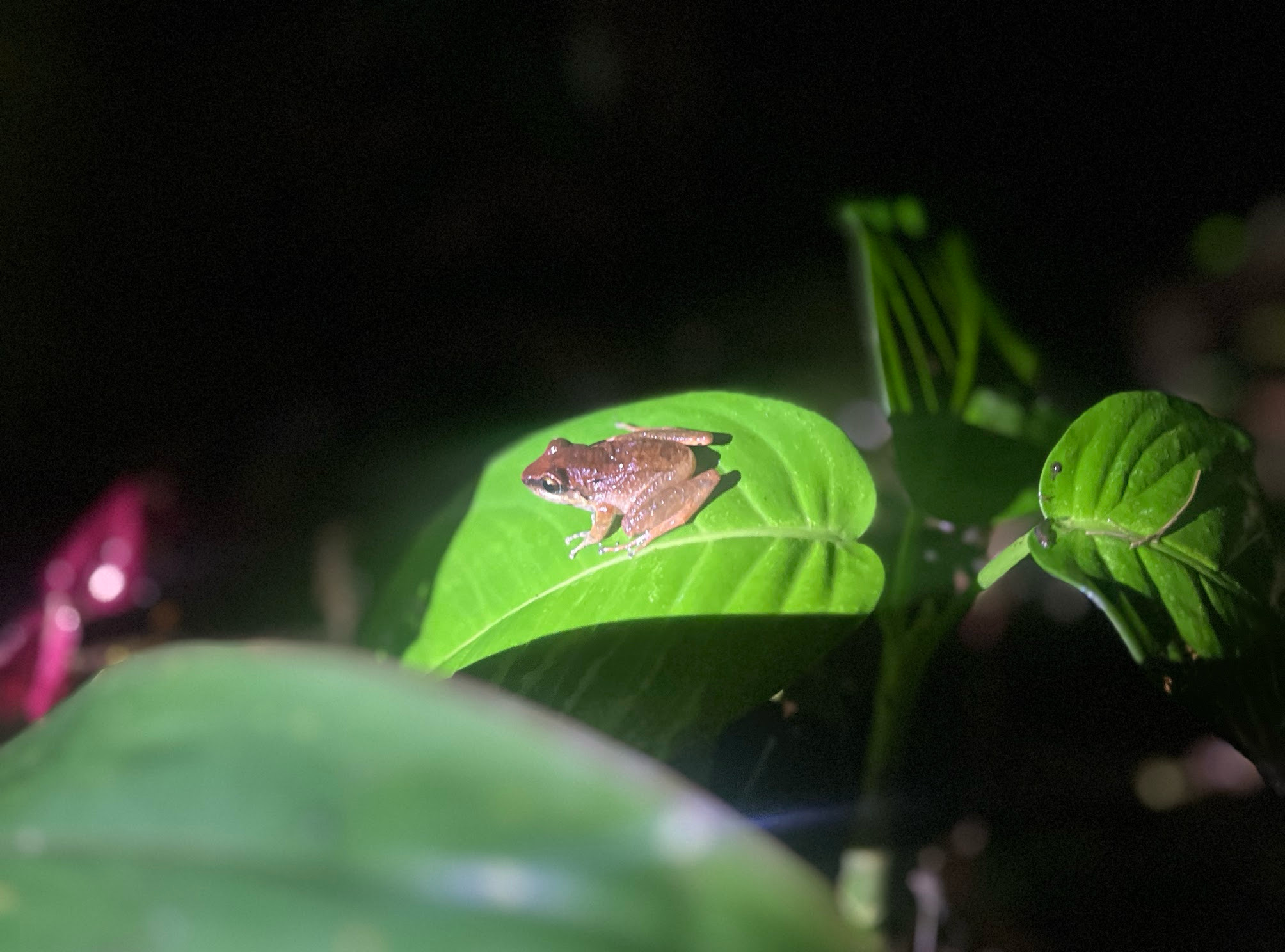 mindo frog1