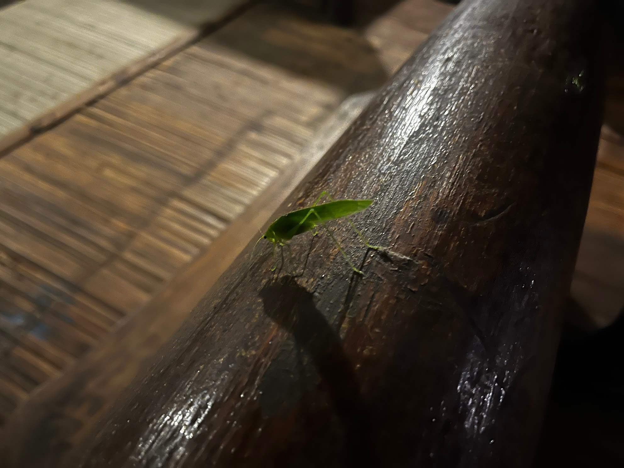 mindo pond leaf bug