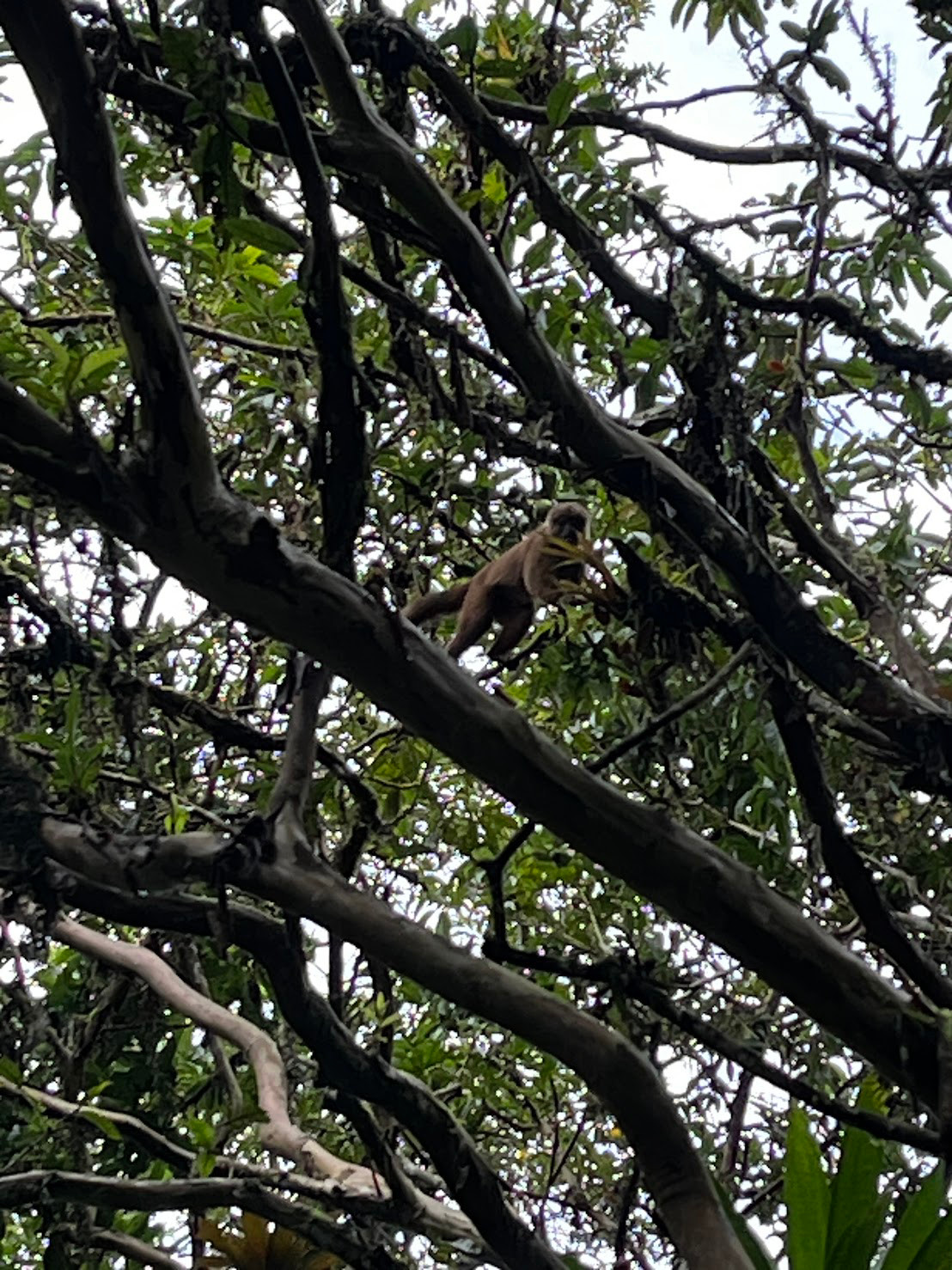 mindo farm monkey