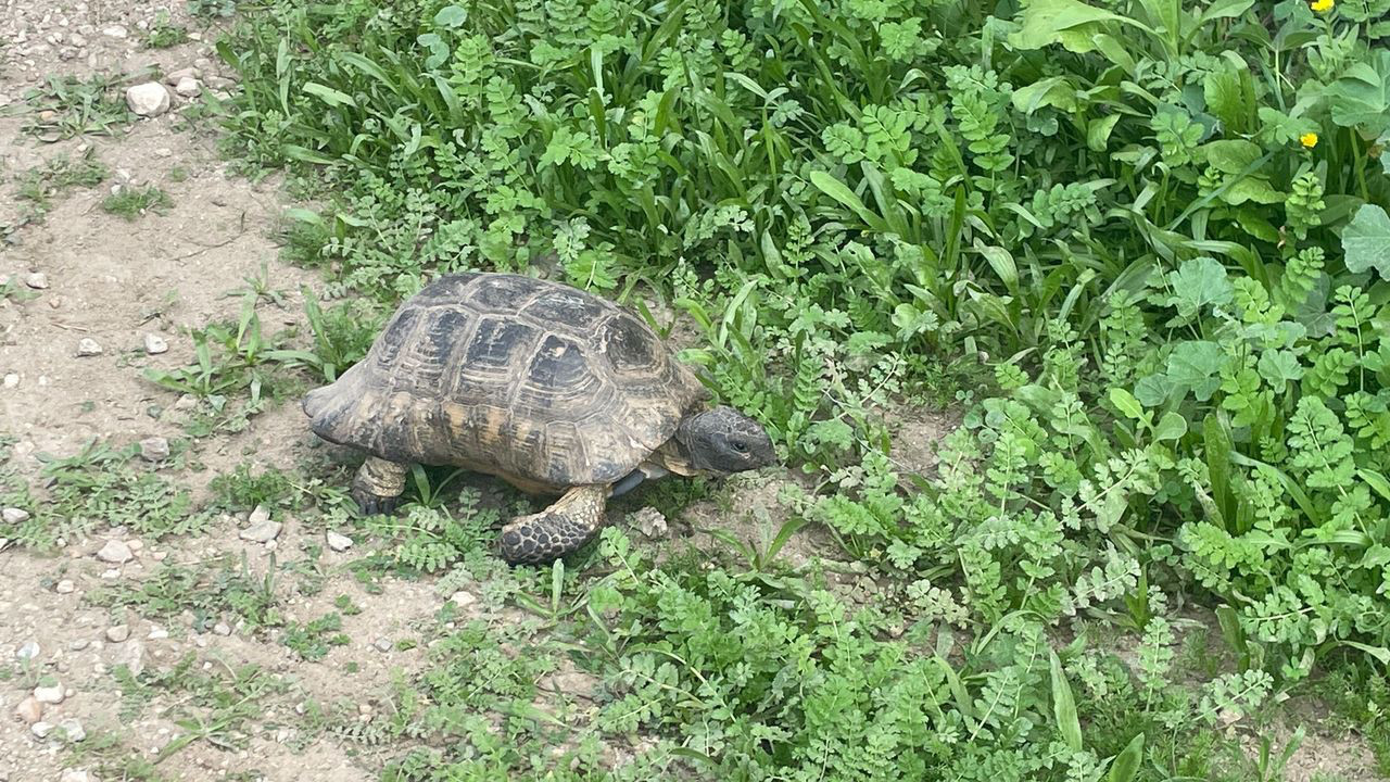 athens Kerameikos turtle