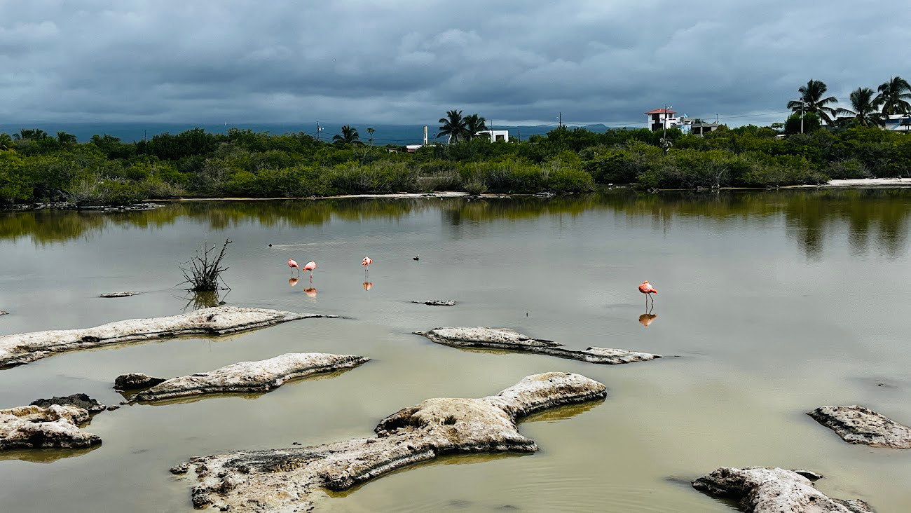 isabela flamingo lake