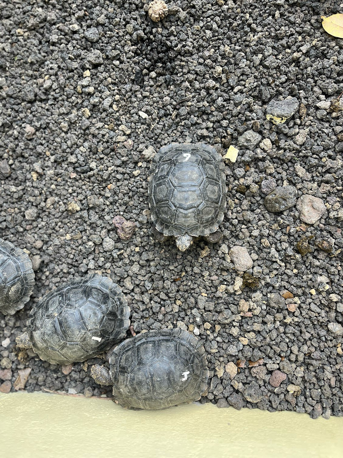 baby tortugas