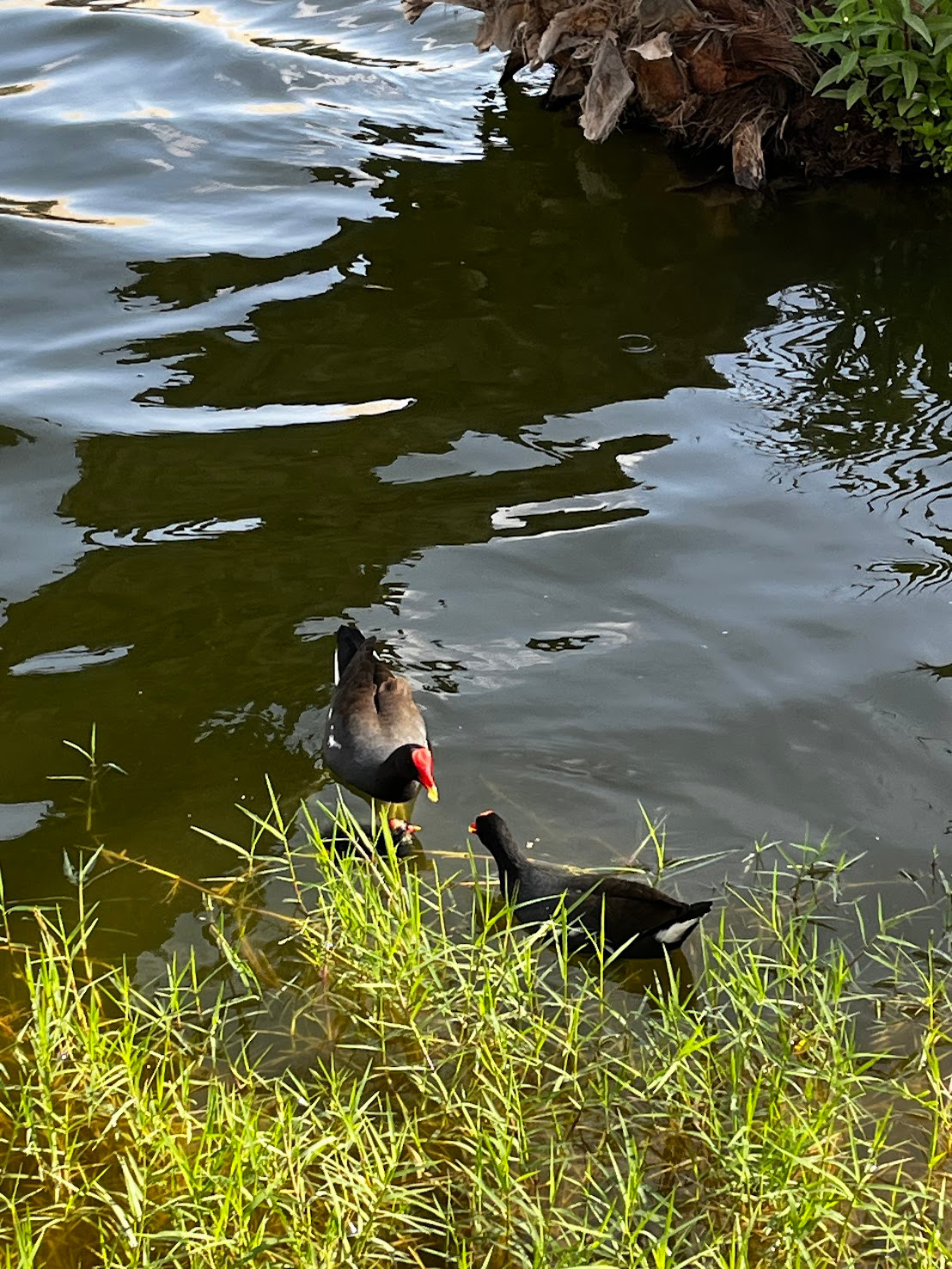 Oasis huacachina aqua gallina