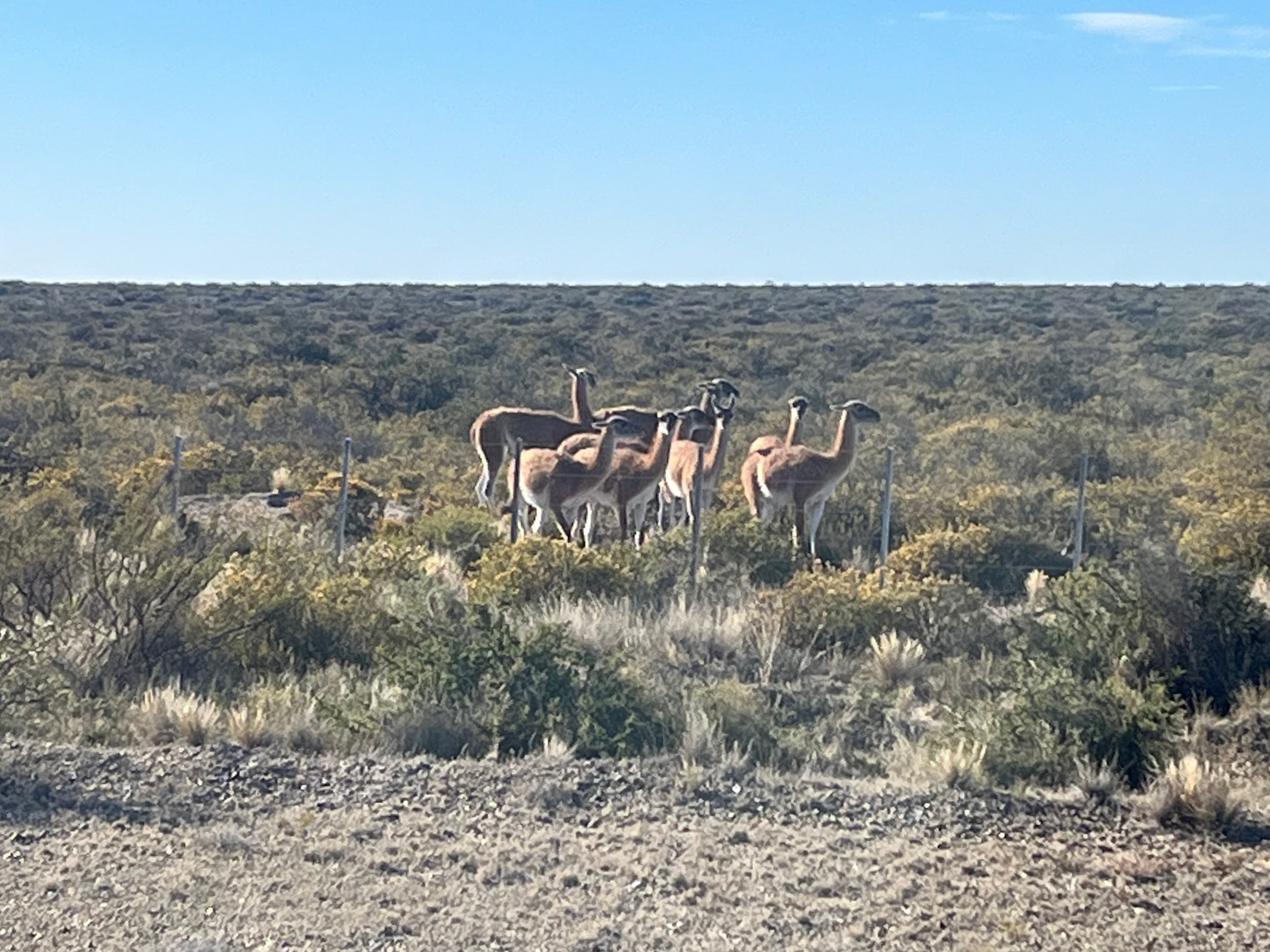 puerto madryn guanacos group