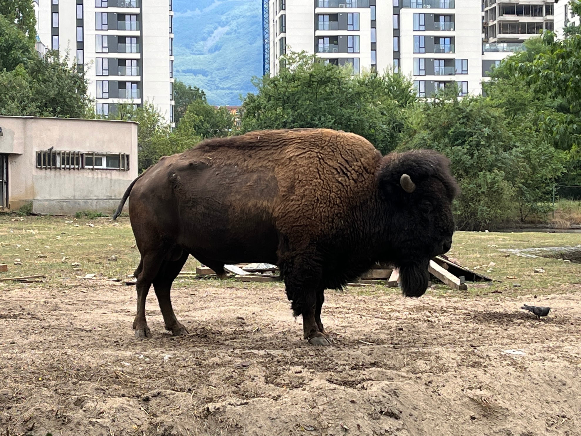 sofia cow