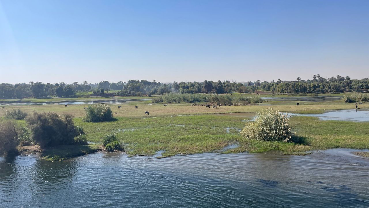 nile cattle