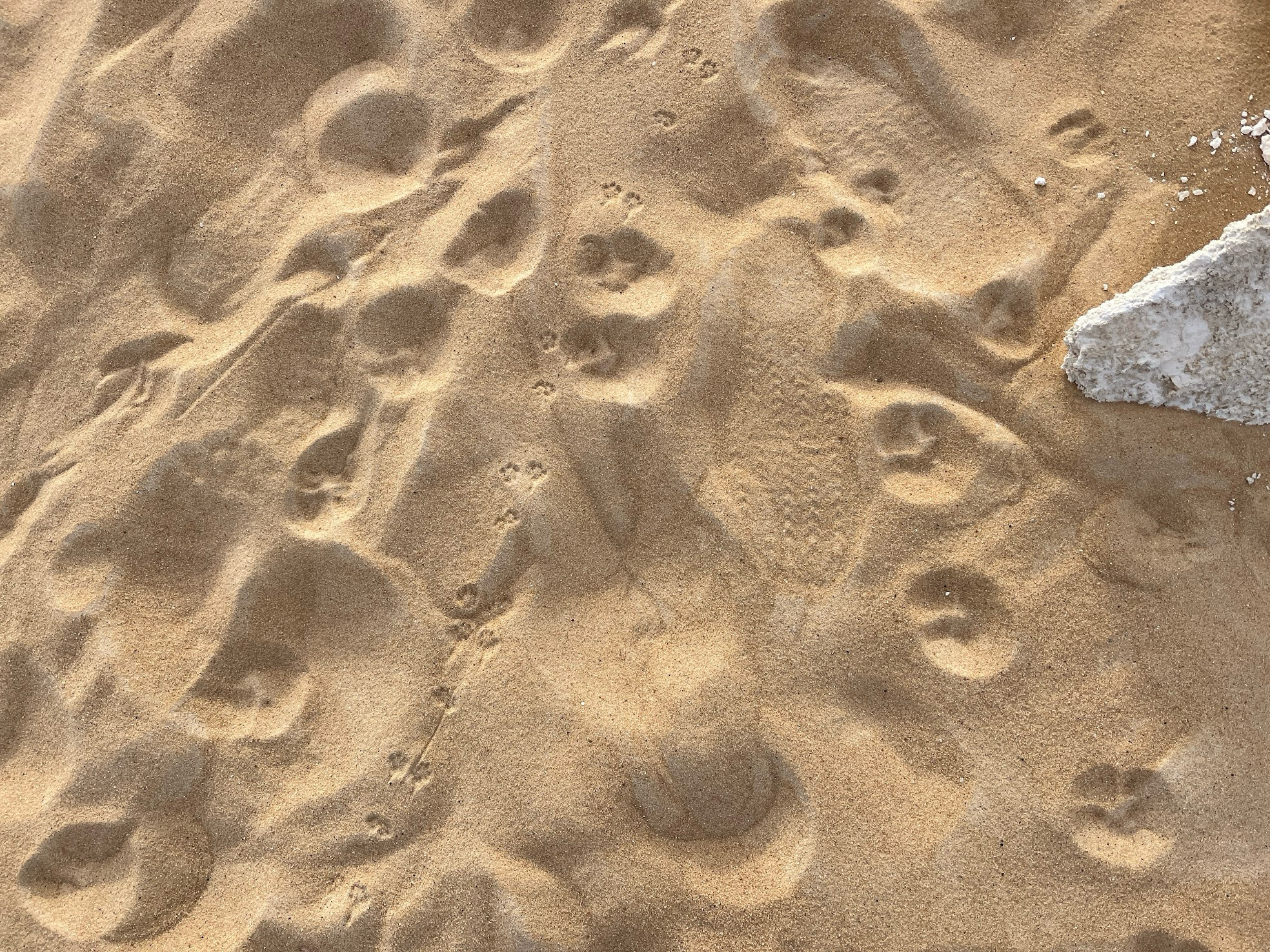 egypt desert footprints