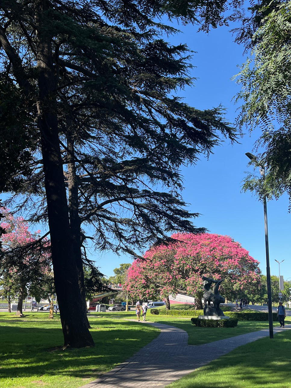 BA recoleta pink tree