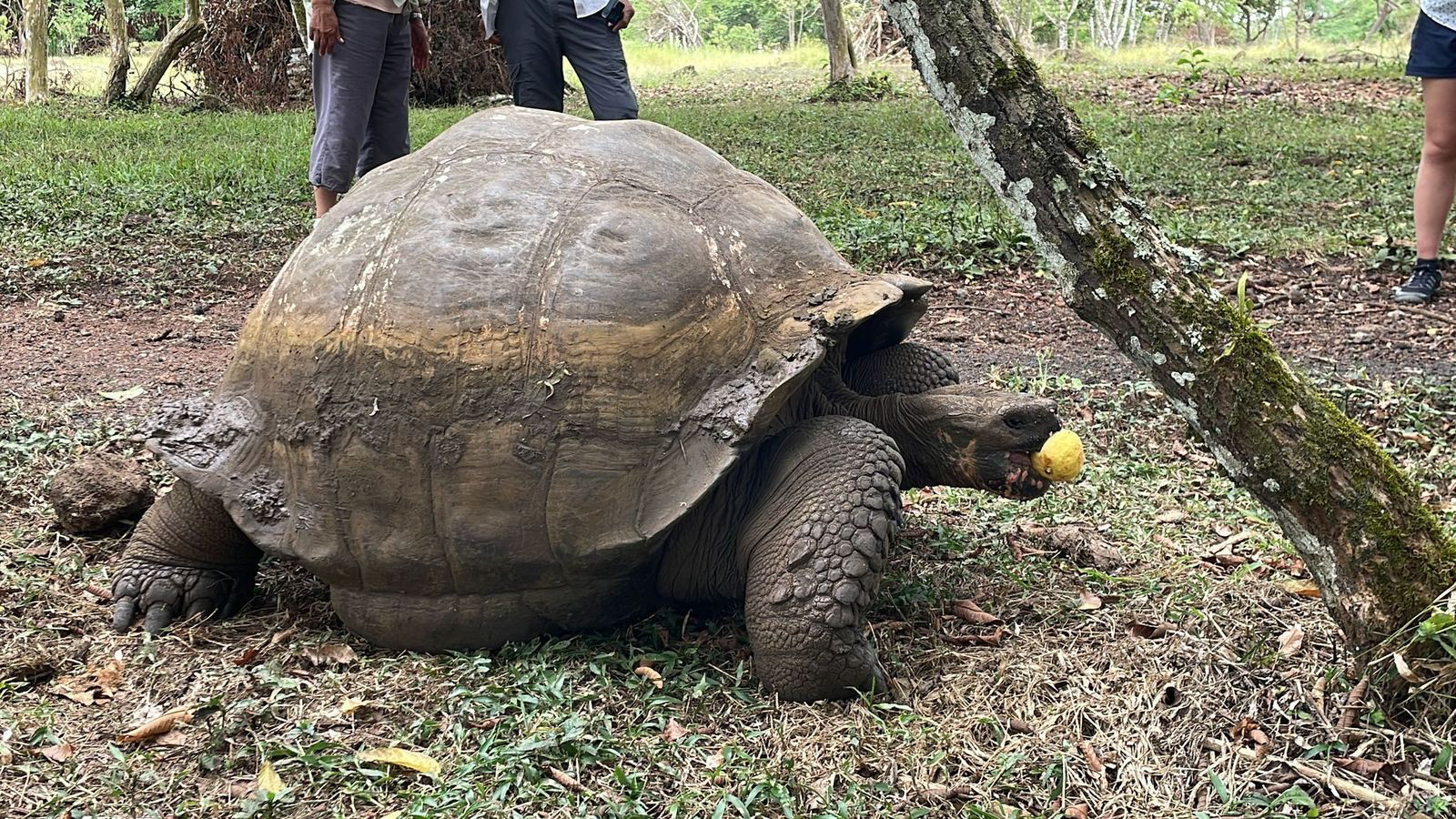 el chato tortoise