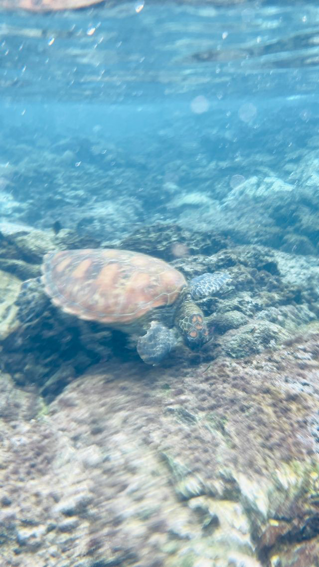 bartolome island sea turtle