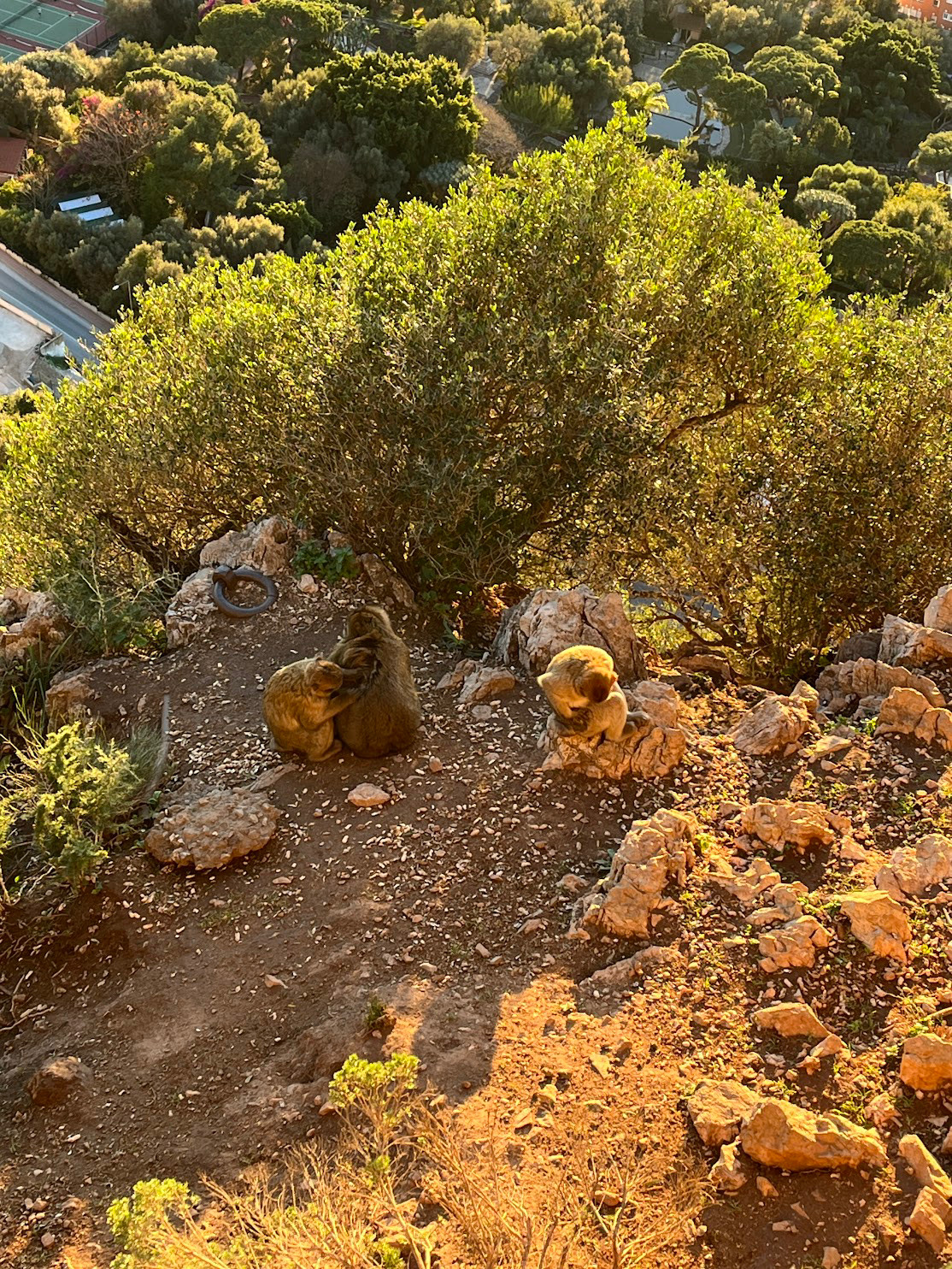 gibraltar monkey family