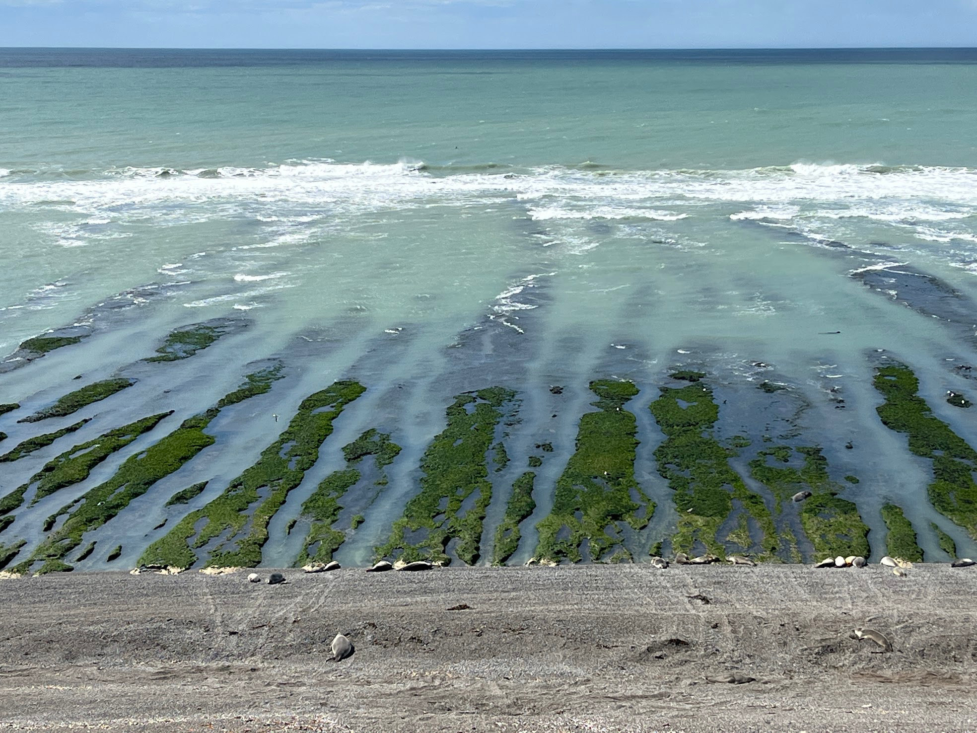 puerto madryn sea epephant