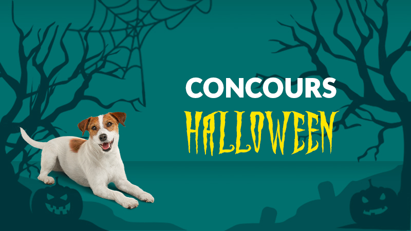 Fido XTRA this week: Halloween