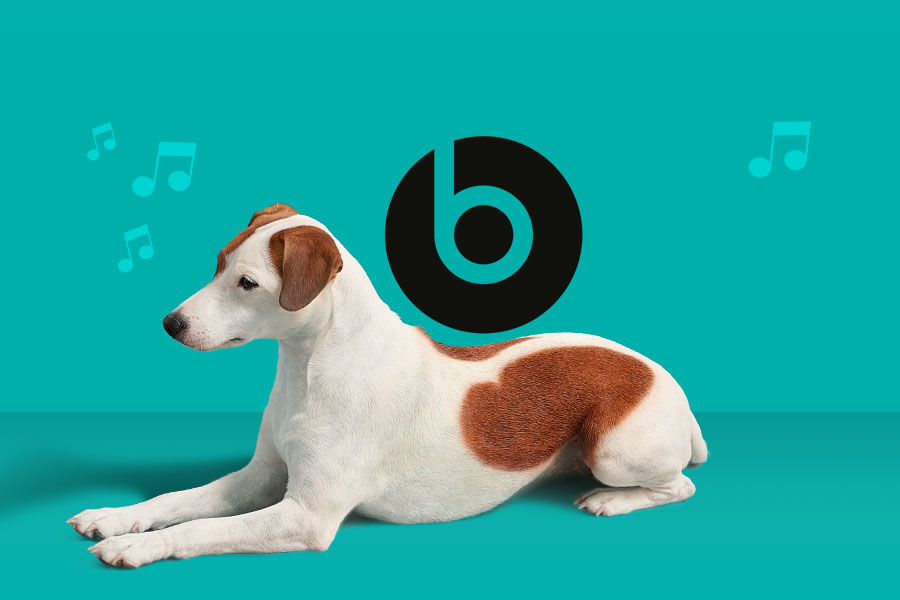 Small dog jumping next to the Beats by Dr, Dre logo