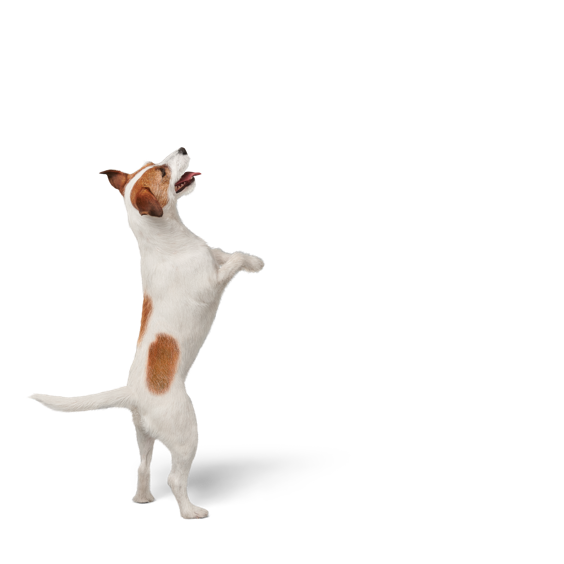 Welcome to Fido