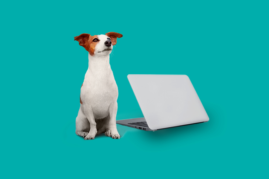 Home Internet Help Support Fido