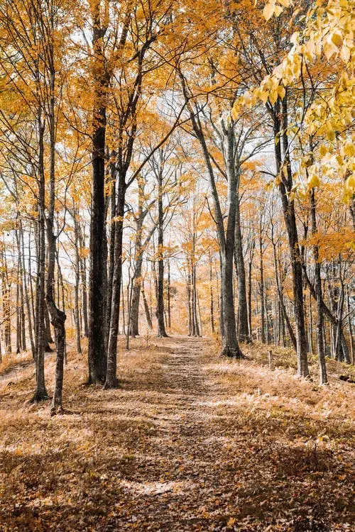 Lost Maples State Natural Area