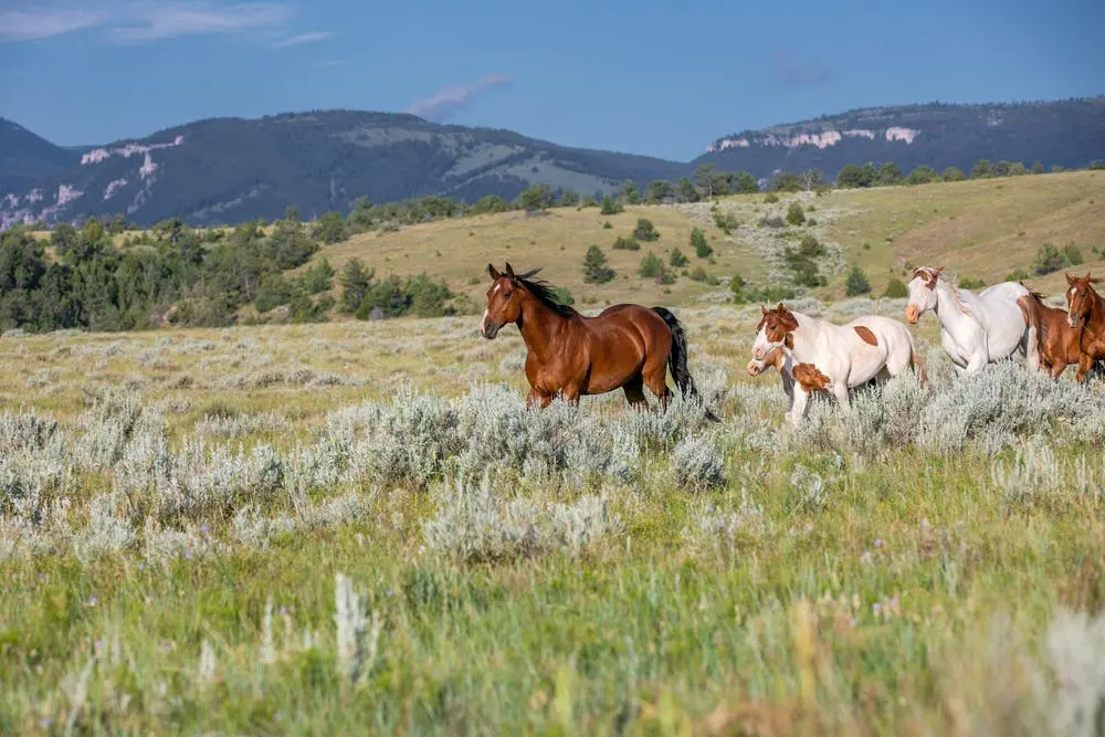 Portland to Mount Rushmore National Monument Road Trip Section Image