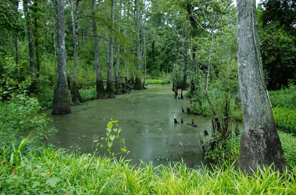 Nashville to New Orleans Road Trip Section Image