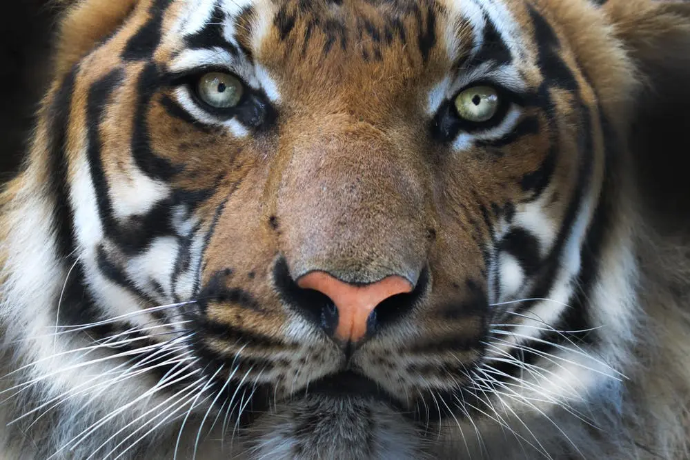 Birmingham to Gatlinburg Road Trip Section Image