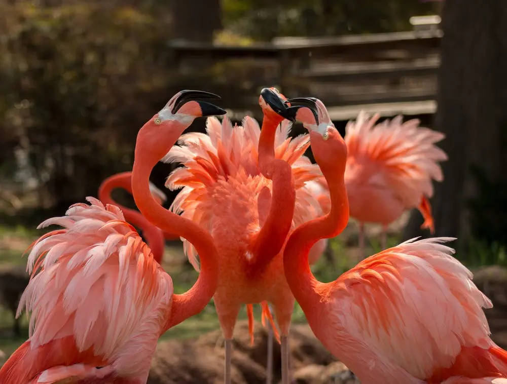 Springfield to San Diego Road Trip Section Image