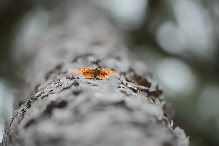 Houston to Memphis Road Trip Section Image