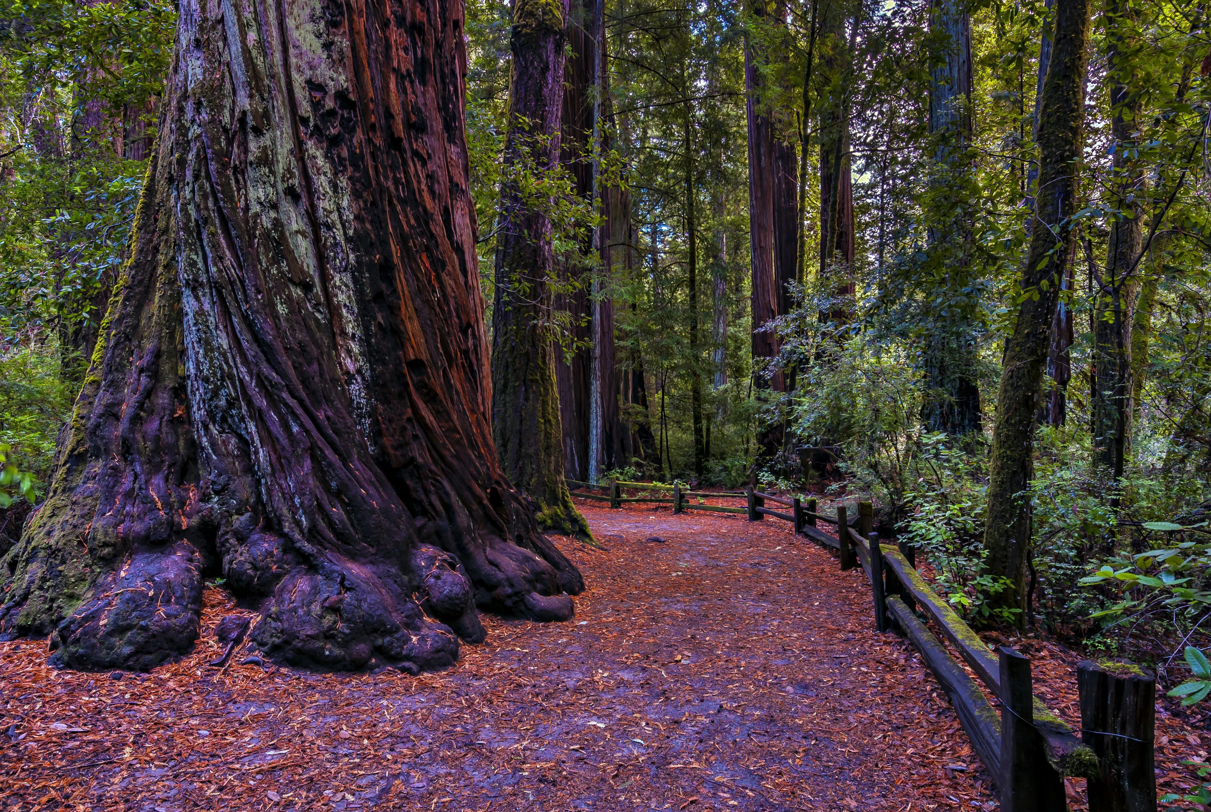 redwood trees at Big Basin State Park in California