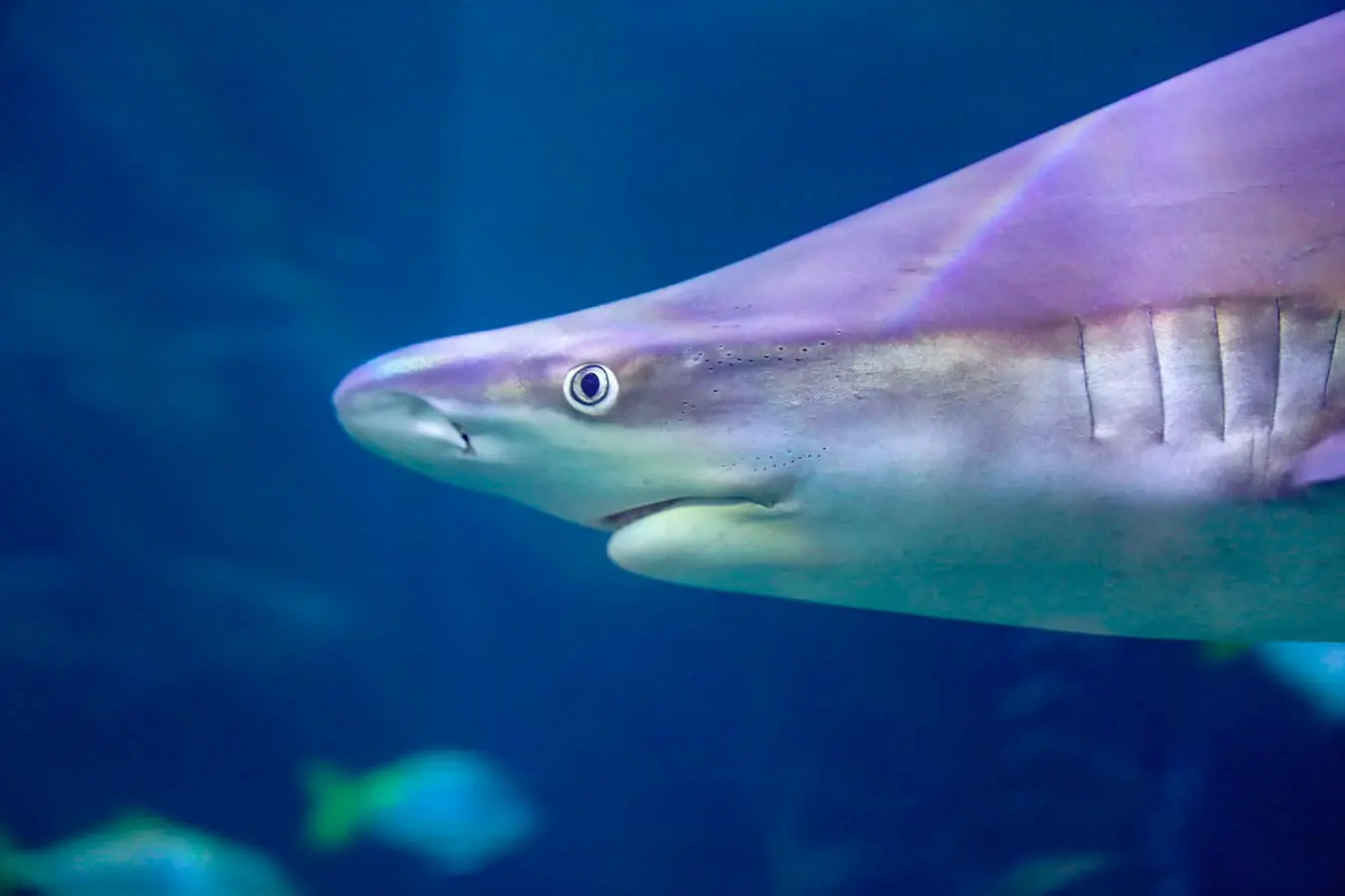 Phoenix to Chicago Road Trip Section Image