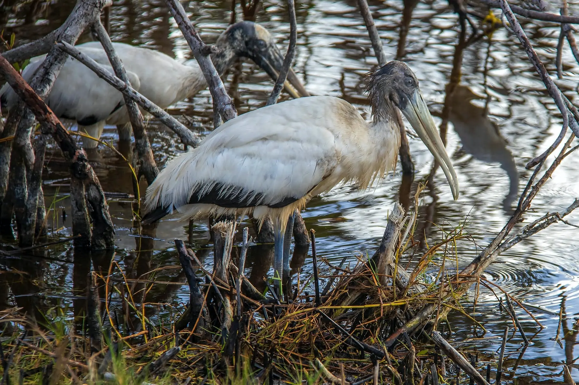 New York to Orlando Road Trip Section Image