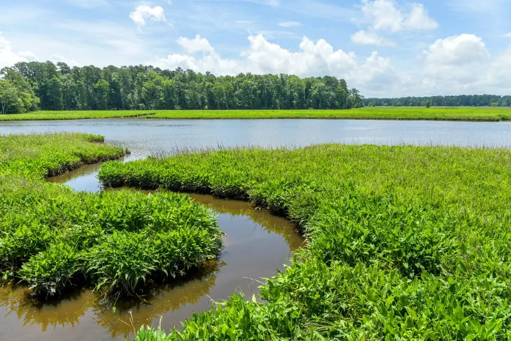 Jamestown Island