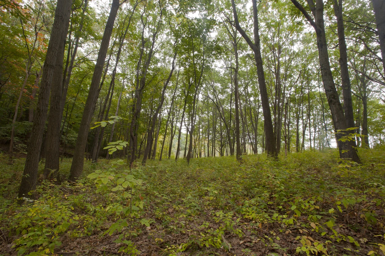 Myles Standish State Park