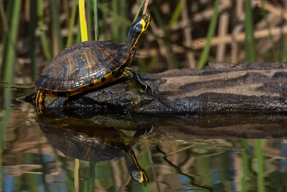 Charleston to Savannah Road Trip Section Image