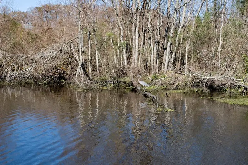 Bayou Segnette State Park