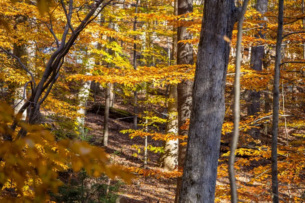 Gambrill State Park