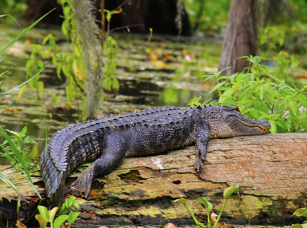 A Guide to Activities & RV Rentals at Everglades National Park | RVshare