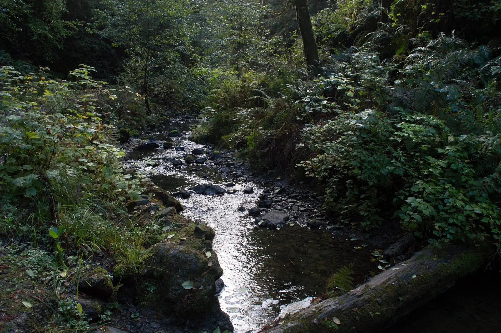 Van Damme State Park