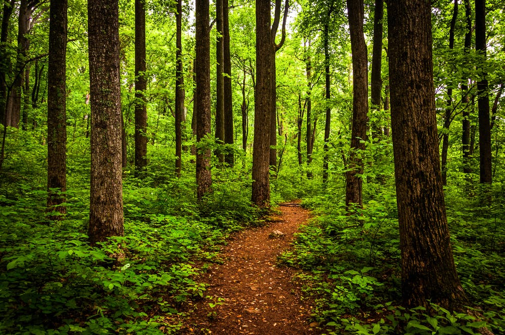 A Guide to Activities & RV Rentals at Shenandoah National Park | RVshare