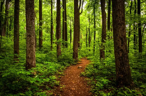 Shenandoah National Park Hiking Trails