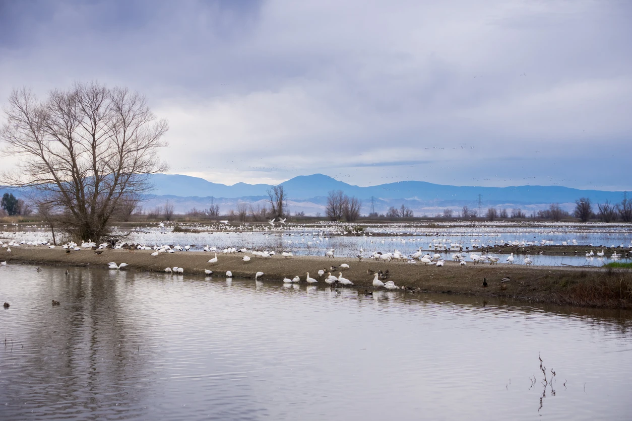 Colusa-Sacramento River State Recreation Area