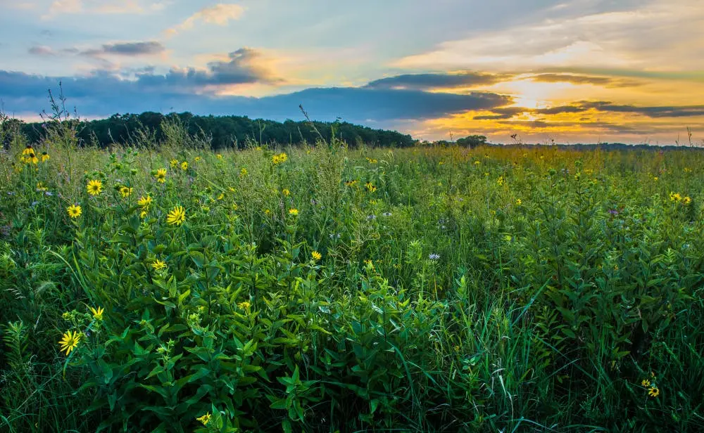 Chicago to Montgomery Road Trip Section Image